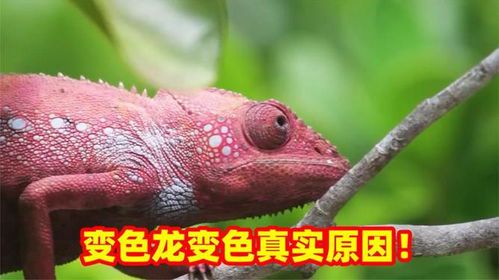 变色龙的变色之谜：自然界的伪装大师