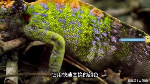 变色龙的寿命：揭秘这些神奇生物的生存周期