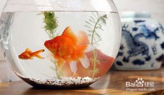 鱼缸水浑浊怎么变清澈:原因与解决方法