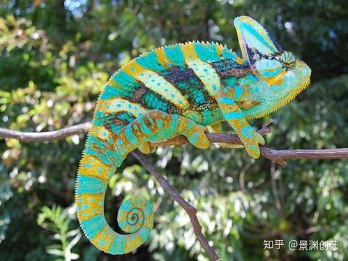变色龙的学名及其生物学特征