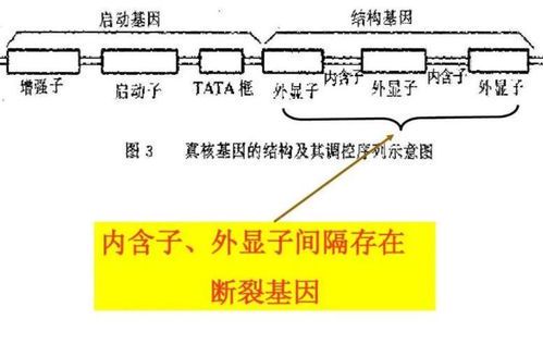 断裂基因：生命密码中的神秘拼图