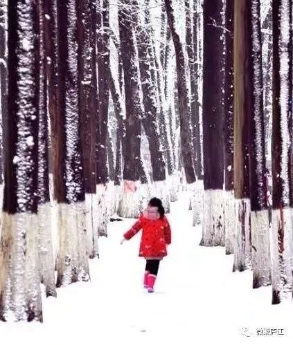 《独舞如雪，孤飞似云：论孤独中的诗意与自由》