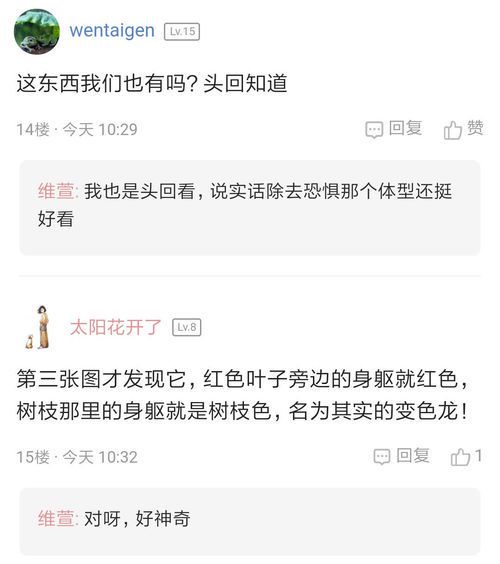 变色龙的生态特征与行为习性