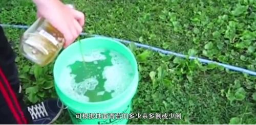 无性繁殖的奇迹：断裂生殖
