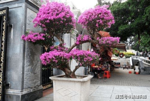 变色龙三角梅：花色多变的园艺瑰宝