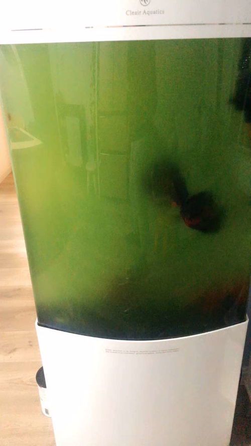 鱼缸水浑浊的原因及解决方法