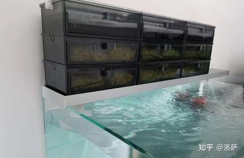 鱼缸过滤器：水族箱清洁与生态平衡的关键
