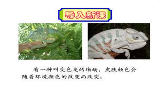变色龙：自然界的伪装大师