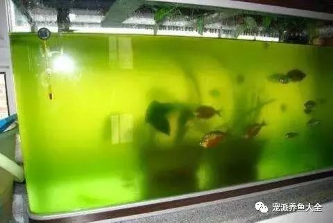 鱼缸里的水发绿是什么原因造成的？