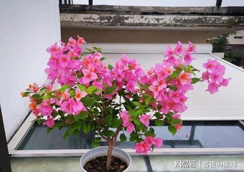 变色龙三角梅的勤花特性解析