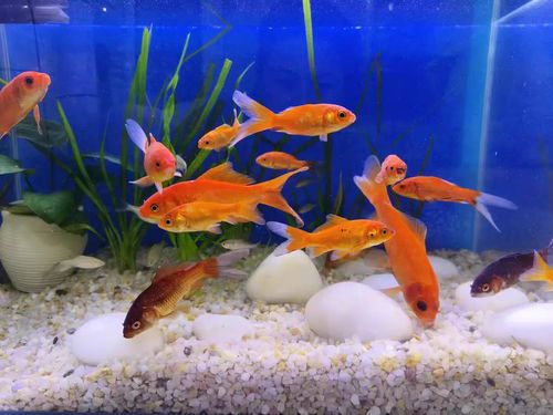 鱼缸里的鱼频繁死亡的原因及解决方法