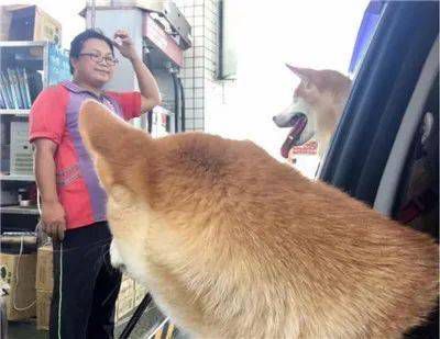 柴犬考古记：那些年出土的网红柴柴