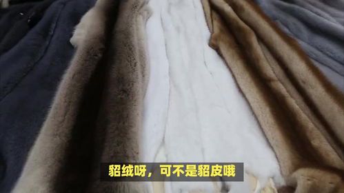 银貂绒的材质解析
