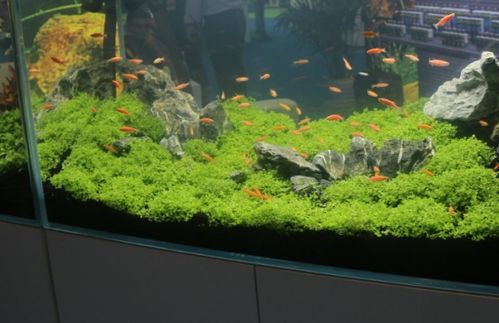 鱼缸水腥味大的原因及解决方法
