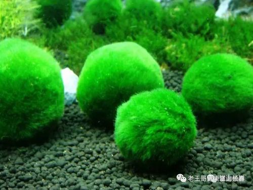 鱼缸绿藻彻底清除指南