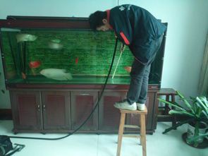 鱼缸换水频率的科学指南