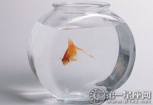 鱼缸送人的讲究与忌讳