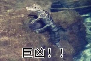 暗流恶鳄的踪迹：揭秘其栖息地与习性