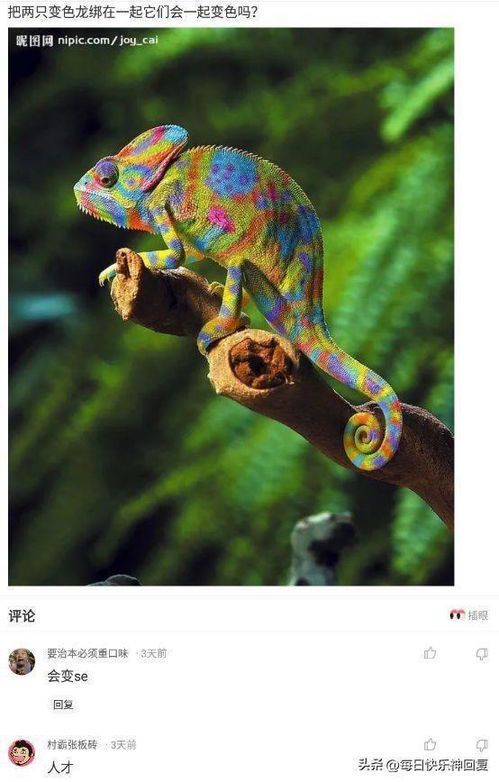 变色龙的象征意义与多重解读