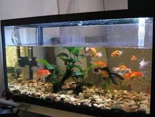 鱼缸养几条鱼最旺风水？数量与运势的奥秘