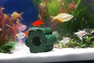 鱼缸净水片真的有效吗？科学解析与实际效果