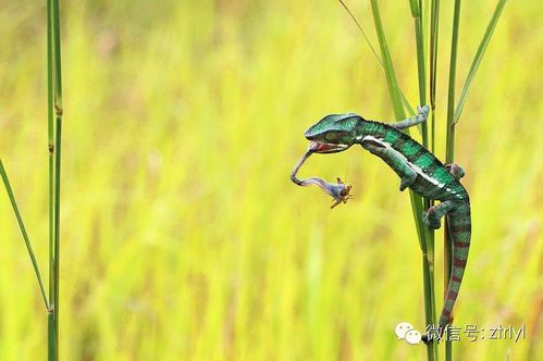 变色龙的寿命：揭秘这些神奇生物的生存周期