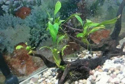 鱼缸水面上出现白色泡沫的原因及解决方法